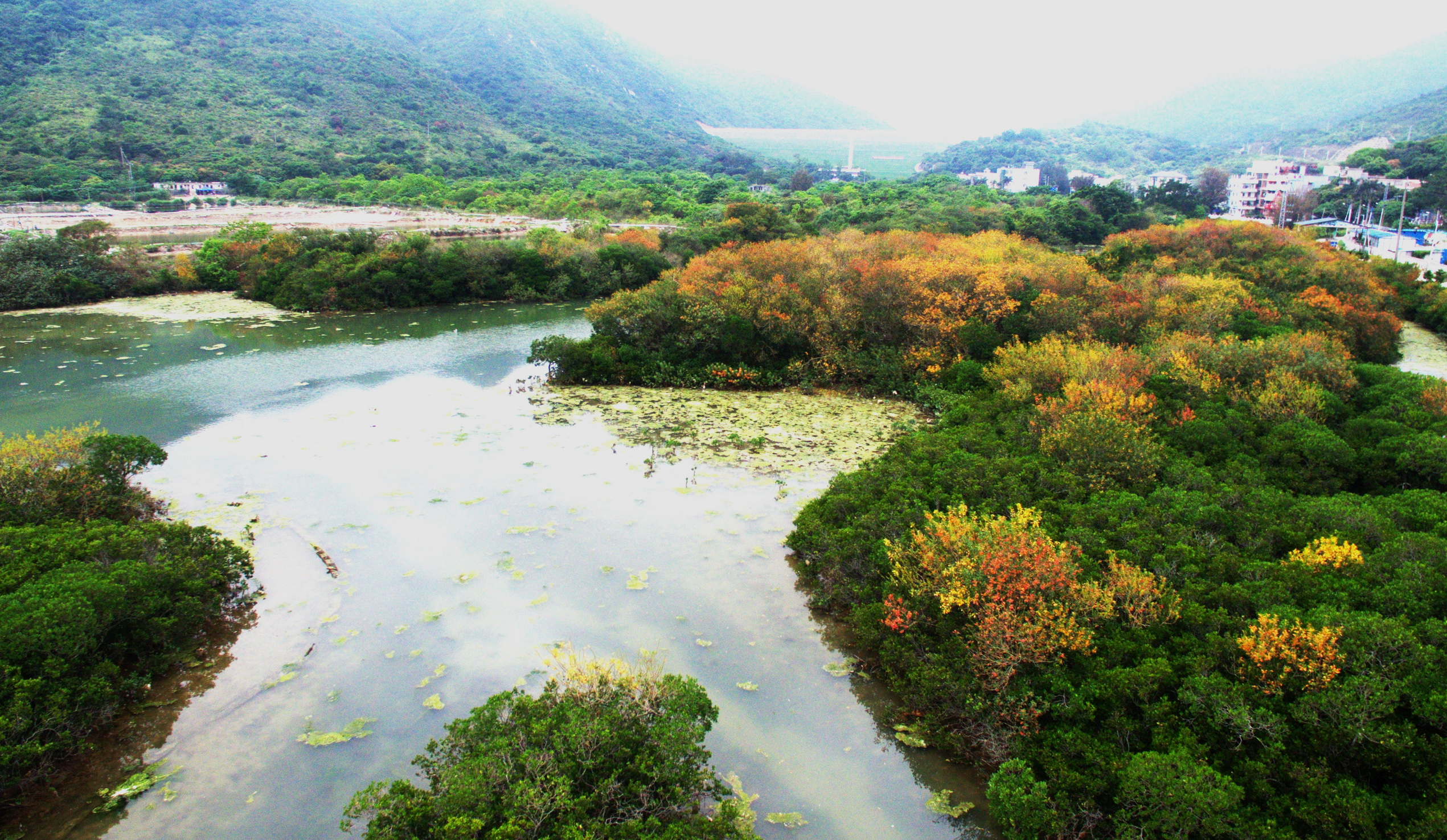圖2：位於「變色期」的紅樹林色彩多變，層林盡染 （圖片來源：視覺中國）